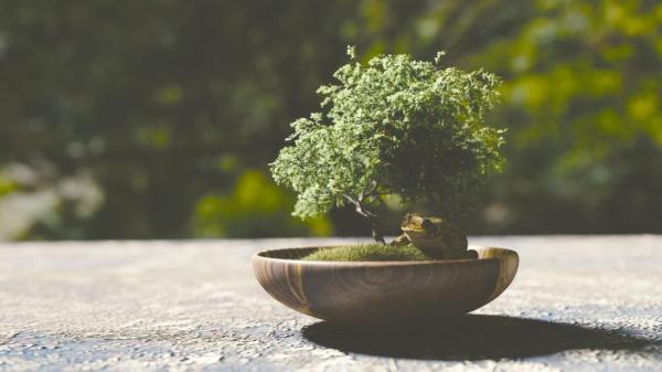 bonsai-1313531