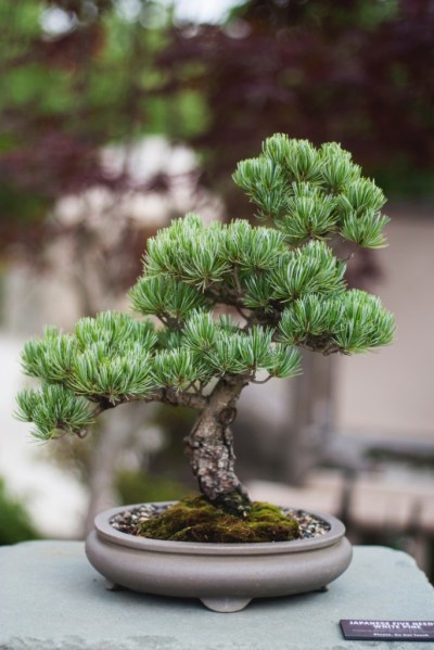 plant-2589866