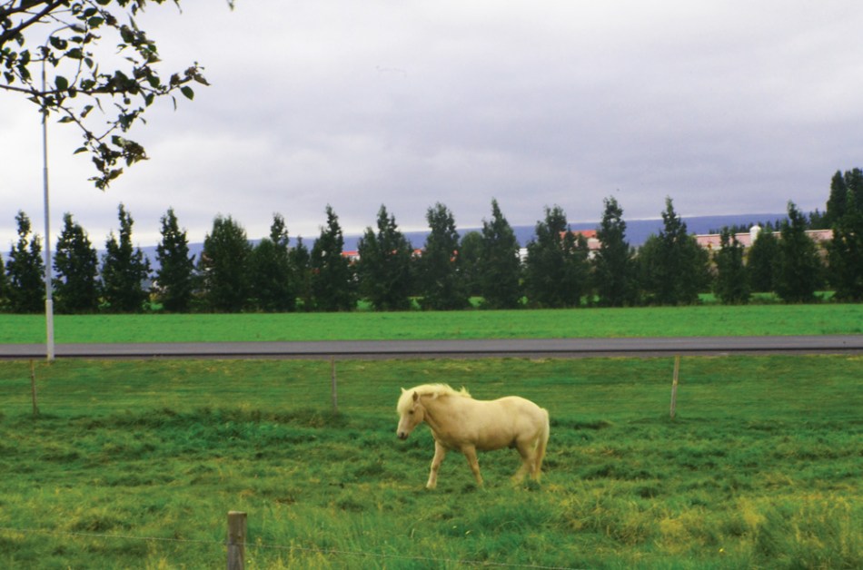 Iceland-horse