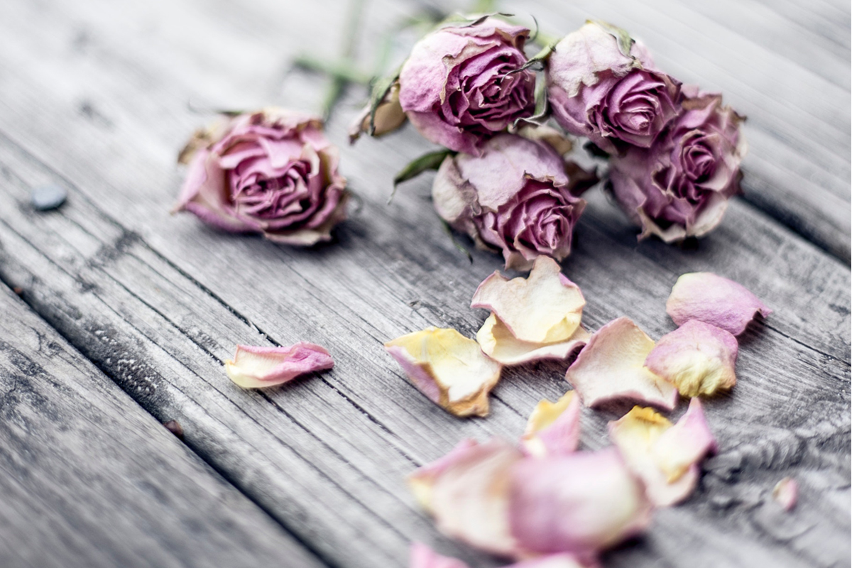 broken-petals