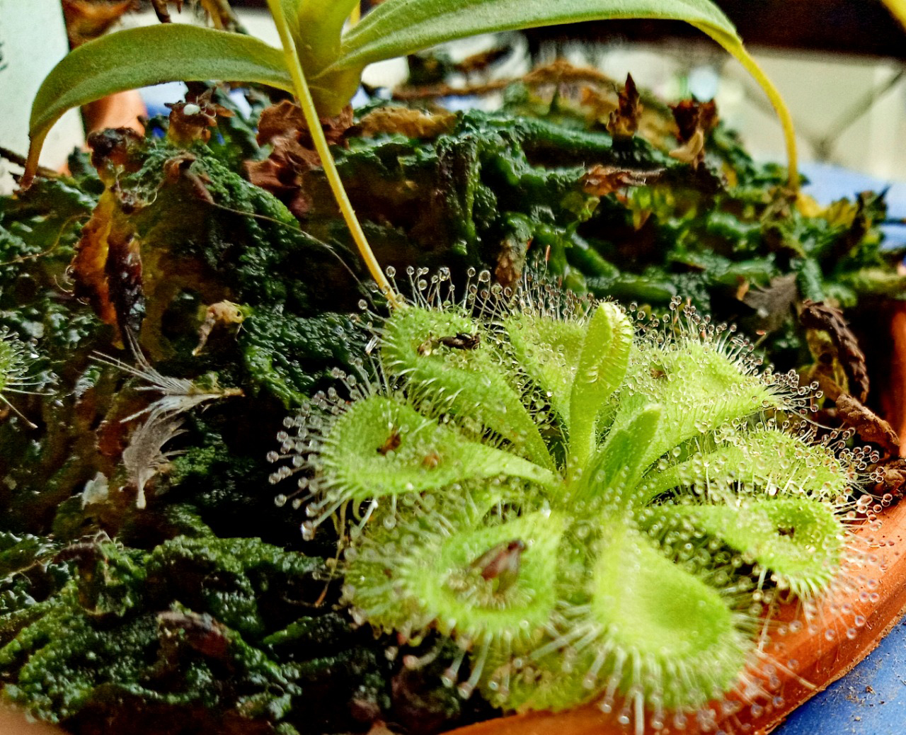 Vidyut plants 2