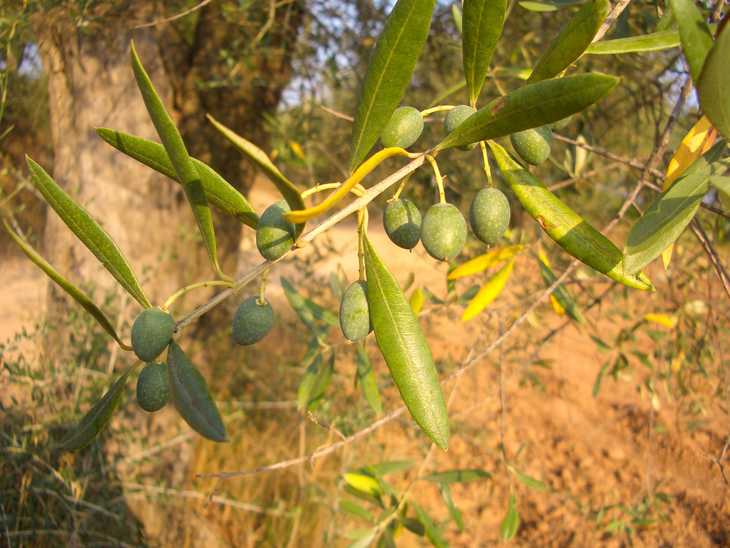 Green-olive-farm-eshe